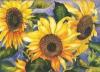 mg-sunflowerdaze200.JPG