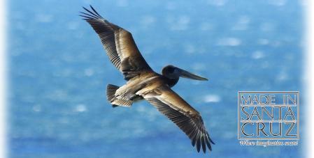 Magnet Pelican in flight