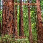 2025, calendar, 2025 calendar, california, california redwoods, california redwoods calendar, calendar, calendars, michael santa cruz, michael santa cruz calendar